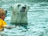       u0026quot;Cochrane Polar Bear Habitatu0026quot; ...