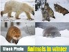    - . Winter animals - photos
