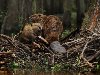  (. Castoridae) (. Beaver)