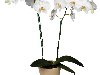  -  Adelaide. Phalaenopsis. ADELAIDE