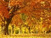 yellow autumn wallpaper,  , ,    ,  ...