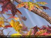   u0026quot;Autumn Tree Live Wallpaperu0026quot;    Android