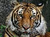   ( , . Panthera tigris corbetti)