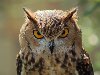     . owl.jpg