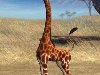 Talking george the giraffe -  