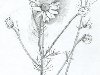 - .  (Matricaria chamomilla). /  ...