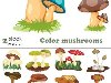   -  . Color mushrooms