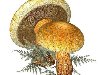  ,    - , PNG Drawn Mushrooms