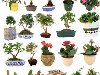 Window Plants -     