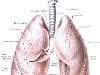 , pulmo,    ,  , ...