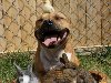the Pit Bull who Loves Birds and Rabbits 8 800x740  , ...