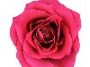      .     Red Rose Flower ...
