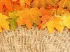  ,  , , autumn leaves textures, background, 