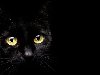     ,   - . black-cat.jpg