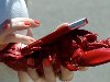   Lobster Mobile Telephone Case,    ...
