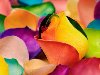   .   (Rainbow flowers)  , , ...