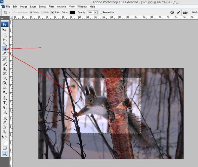 Как обрезать рисунок в фотошопе