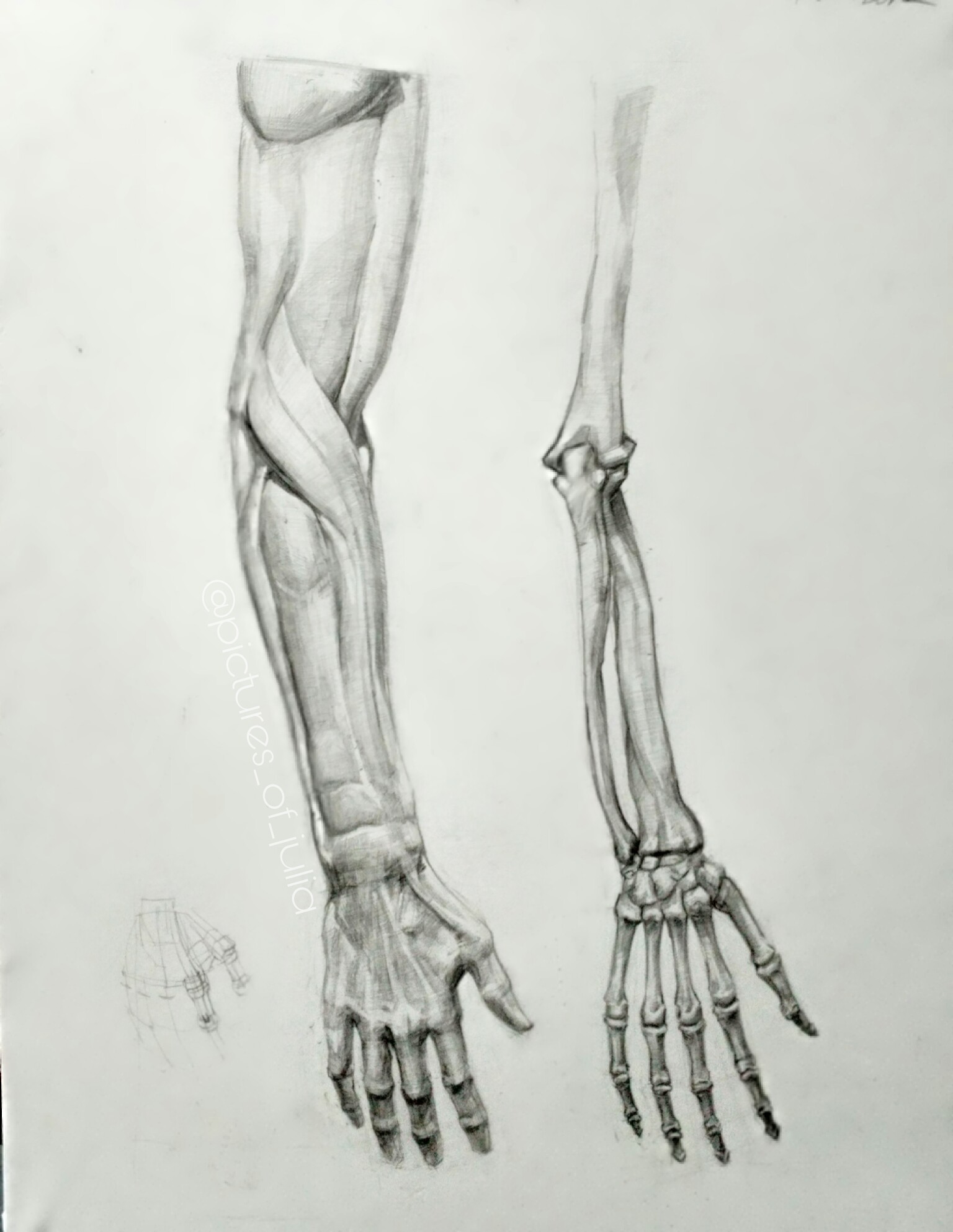Скелет руки человека рисунок