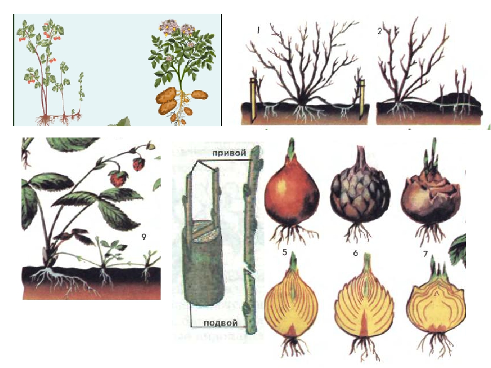 При вегетативном размножении используются. Вегетативное размножение растений. Способы вегетативного размножения растений. Изображение вегетативного размножения. Вегетативное размножение цветов.