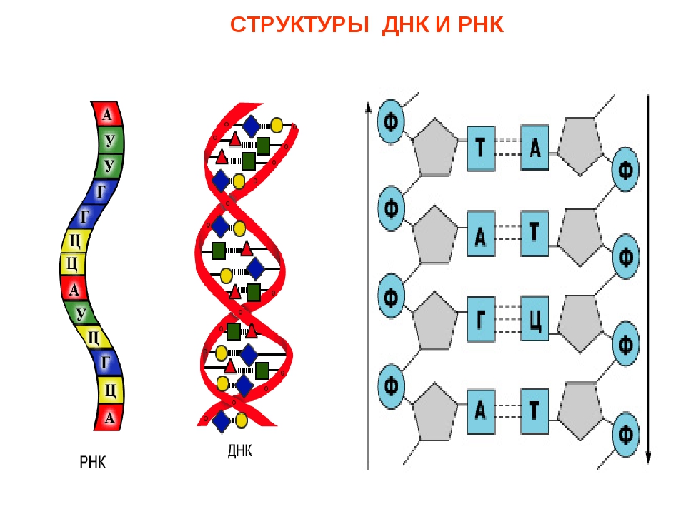 Нить рнк. Схема строения ДНК И РНК. Структура ДНК И РНК. Схема структуры ДНК И РНК. Строение молекулы ДНК И РНК.