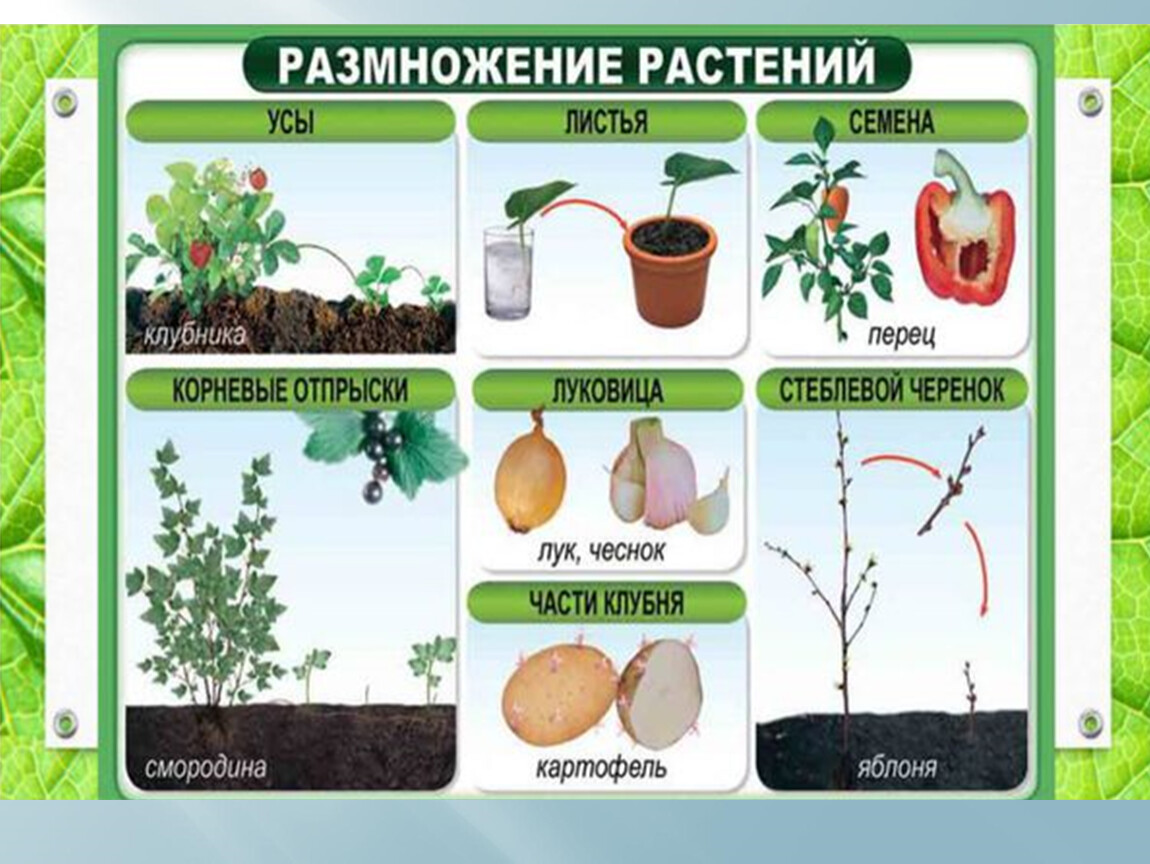 Большинство растений размножается. Семенное размножение растений таблица. Способы размножения растений. Как размножаются растения. Способы размножения комнатных растений.
