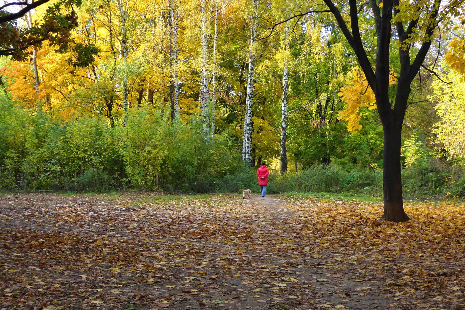 Прогулка в осеннем лесу. Осень прогулка в лесу. Прогулка по осеннему лесу без людей. Прогулка по осеннему лесу 2 класс.