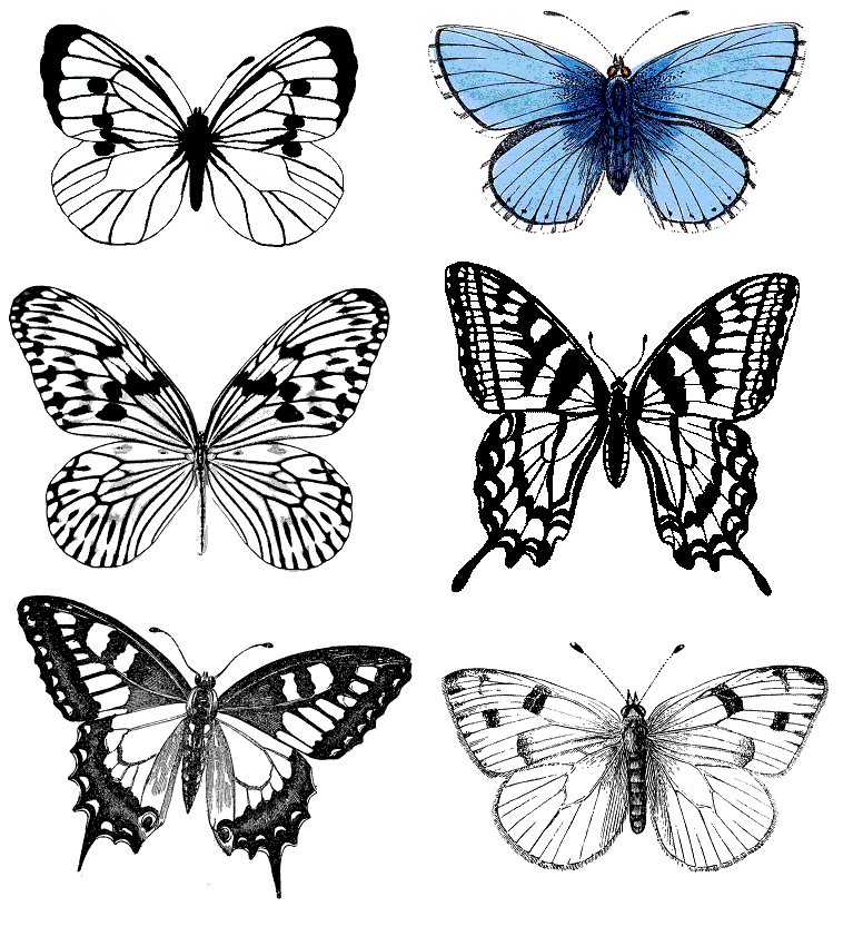 Рисунки на крыльях бабочек