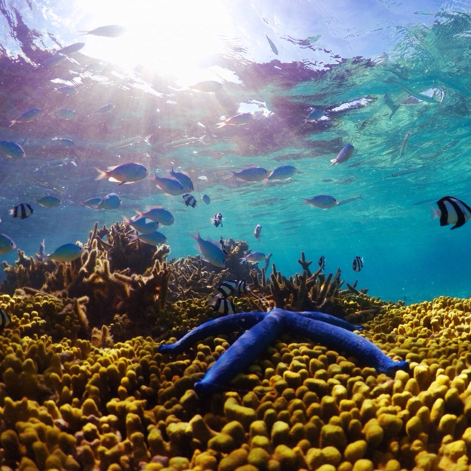 Coral life. Подводный мир. Мальдивы подводный мир. Морская жизнь. Жизнь морских обитателей.