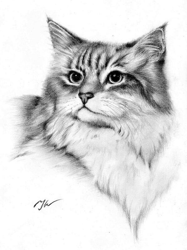Pencil cats. Кошка рисунок. Кошка рисунок карандашом. Рисунки о кошеккарандашом. Кошечка рисунок карандашом.