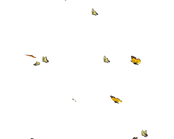 Гиф пнг на прозрачном фоне. Бабочки летающие анимация. Бабочки анимация на прозрачном фоне. Анимированные бабочки на прозрачном фоне. Летающие бабочки на прозрачном фоне.