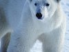 Ошкуй: гигант севера. Белый медведь является самым крупным хищником на нашей ...