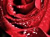 Описание: Красные розы картинки на телефон и смартфон с цветами.