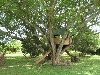 Дом на дереве — Википедия