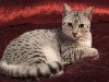 Египетские кошки Мау очень красивые, сильно выделяющиеся среди иных ...