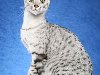 Египетская кошка или египетский мау включает в себя породу короткошерстных ...