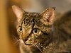 Egyptian Mau cat, Такая порода кошек, как египетский мау, появилась именно в ...