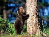 Фото животных фотографии Медведи животные картинки