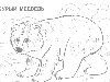 чтобы скачать и напечатать раскраску: Бурый медведь - раскраски животных ...