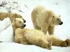 Белые медведи - Медведи / Животные фото обои / белый медведь белые медведи