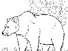 Раскраска Бурый медведь. Раскраска Раскраска медведя, рисунки животных, ...