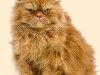 Первые персидские кошки появились в стране только в конце 1980-х годов.