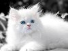 В отличие от своих серо-полосатых «диких» сородичей, белые кошки образуют ...
