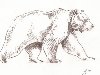 Медведь; бурый медведь (Карандаш) [Анималистика]