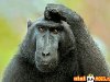 Коллекция из 42 фотографии самых разных обезьян. Какие-то они все смешные ...