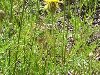Василек русский (Centaurea ruthenica) — типичное степное растение (степи ...