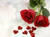 На фото две красивые алые розы и много рассыпавшихся красных сердечек