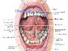 Область рта Топография области рта Слизистая области рта Лимфатические ...