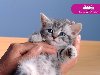 Котенок из рекламы Вискас