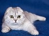 Шотландская вислоухая кошка Шотландская вислоухая – очень интересная кошка с ...