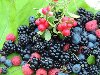 В Украинских Карпатах и на Полесье пик сбора лесных ягод — конец лета и ...